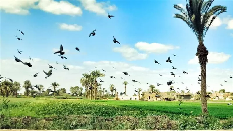 السياحة الريفية في مصر تكتسب شهرة عالمية: اهتمام ألماني متزايد بالتجارب الأصيل