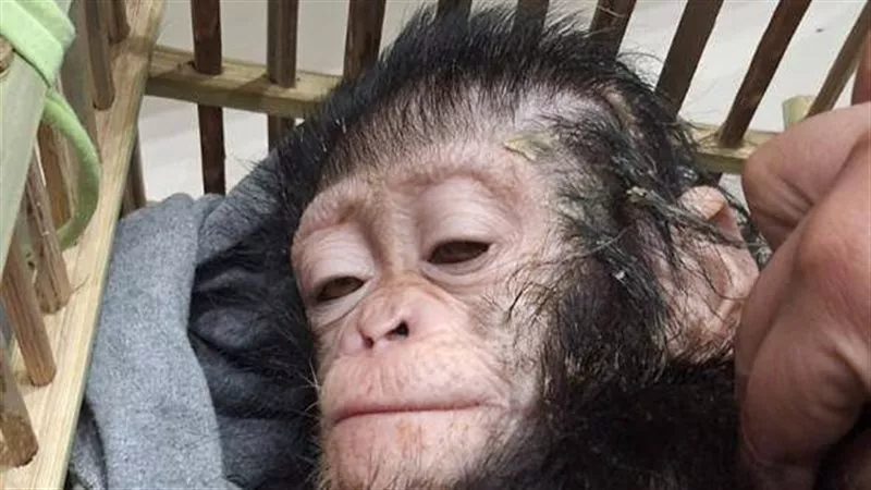 الزراعة تعلن ضبط محاولة تهريب  3 شمبانزي عبر مطار القاهرة الدولي