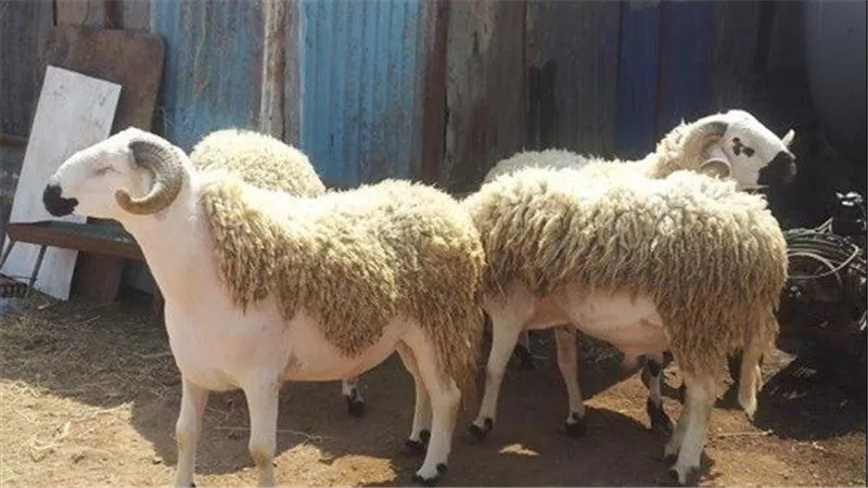 هل يجوز الذبح بعد انتهاء الوقت؟.. دار الإفتاء ترد على تساؤلات المواطنين