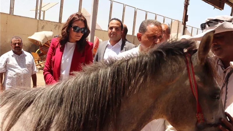 محافظة الجيزة تواصل تنفيذ منظومة التكويد الإلكتروني للدواب بمنطقة الأهرامات