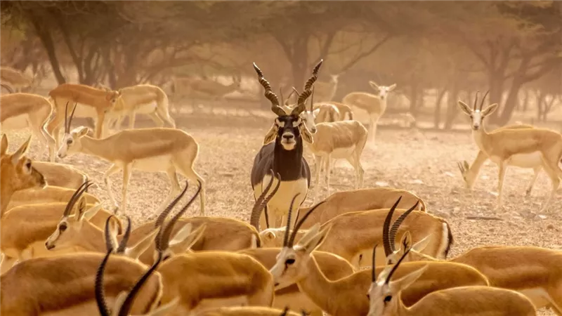 سعيد البطوطي: سياحة الحياة البرية من أسرع الأنماط نمواً وتدر 343.6 مليار دولار