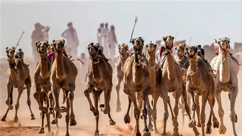 الهجن ونادي اجتماعي وشاطئ عام.. مطالب شبابية ورياضية على مائدة لقاء الشلاتين