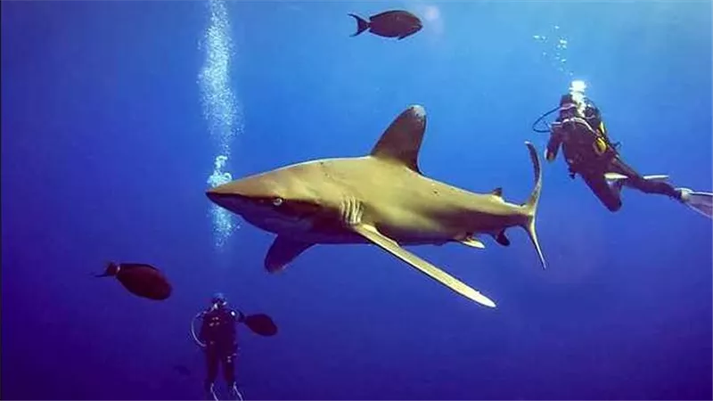 29 نوعا من أسماك القرش في البحر الأحمر.. ما سر تميز جزر الأخوين والفنستون؟
